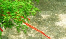 春风沉醉的春天