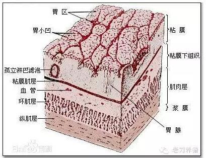 成熟是自我的解剖
