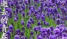 寻那逝去的风华