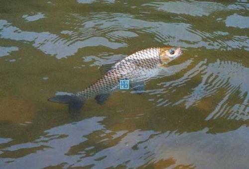 fish
