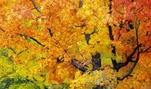 金黄色的梧桐叶