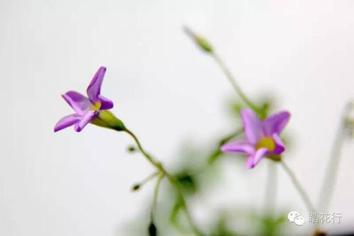 谛谛花开的