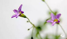 谛听花开的声音