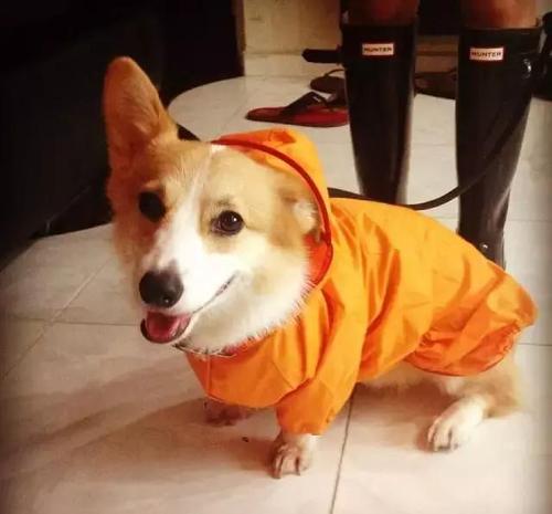 在雨衣的小狗