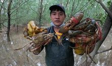 渔夫捕捉螃蟹的材料作文