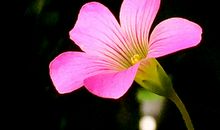 感恩的花开在你走过的路上