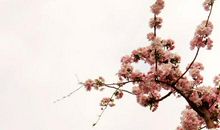 留一抹甘苦在心头