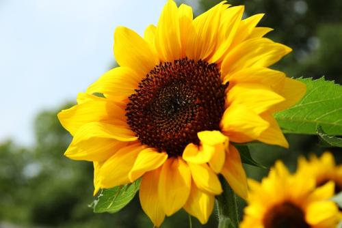 向日葵在阳光下