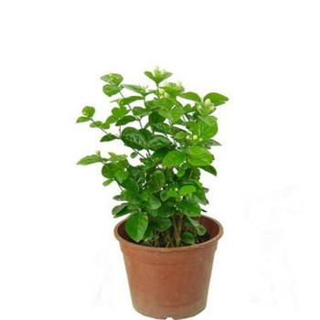 爱是一罐茉莉花