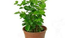 爱是一盆茉莉花