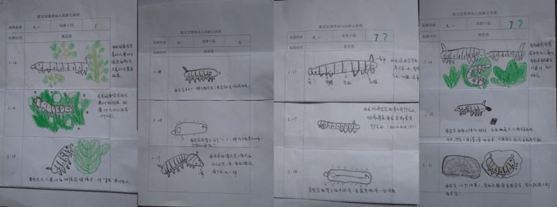 我的蚕宝宝观察日记