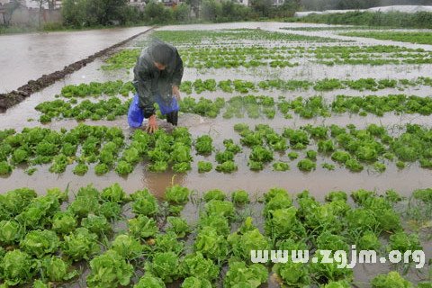 雨菲尔德