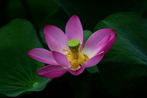 莲花