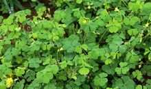 我童年的那种草