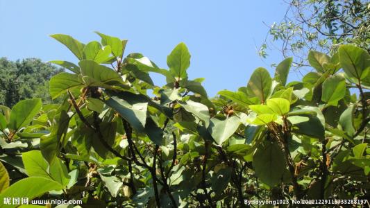 充满活力的生物花园