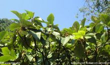 生机勃勃的生物园