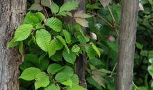 外婆家的小花园