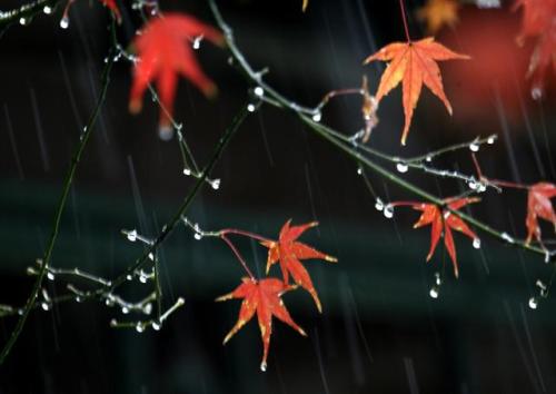 雨，秋雨