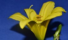 绽放出生命的色彩