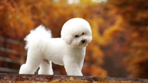Bichon Frize.