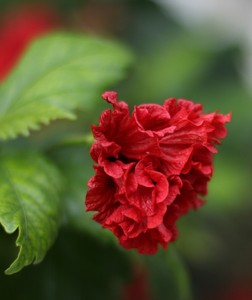 春天开花将打开