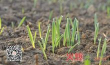 让廉洁的种子在心中发芽