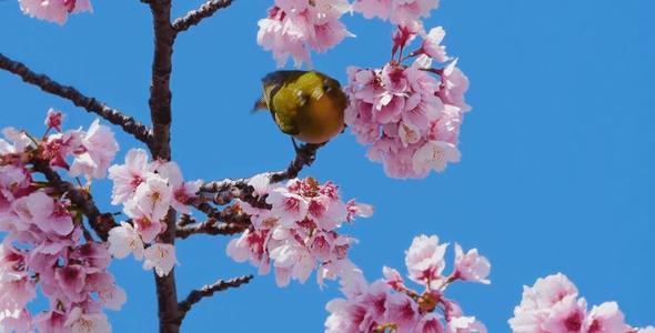 走在花卉里