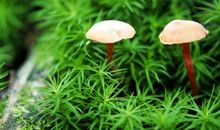 美好心境乐看人生