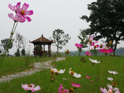 心中的一朵旧花