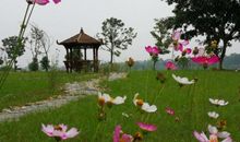 永驻心间的一株老人花