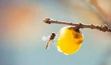 让梦想之花傲然绽放