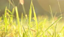 芒果牵动我的情思