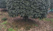 我爱故乡的桂花树