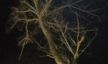 燃烧生命点亮自由的灯火