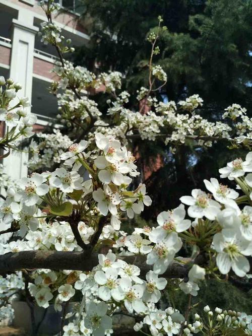 校园梨花