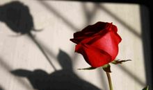 那凋零的只是花