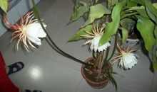 我读懂了昙花的怒放