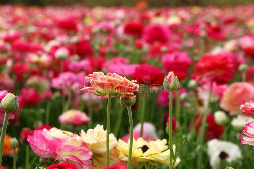 梦想开花