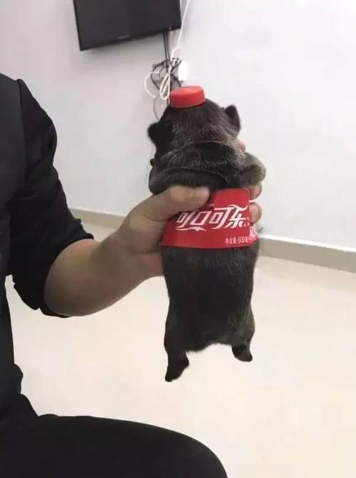 小狗