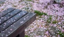 落花深处的思念