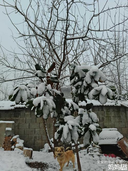 冬天的最后一个雪