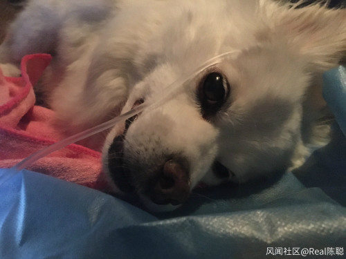 小狗的死