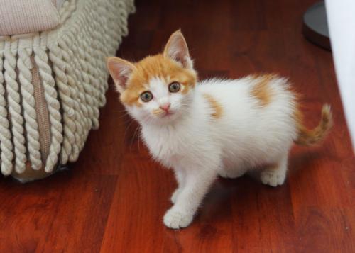 包装的小黄色猫