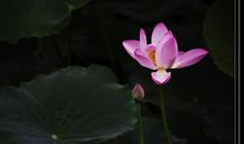 留在心底的荷塘夜色