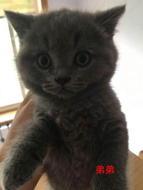 爱蓝猫_600字