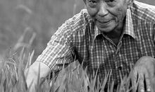 写袁隆平的作文