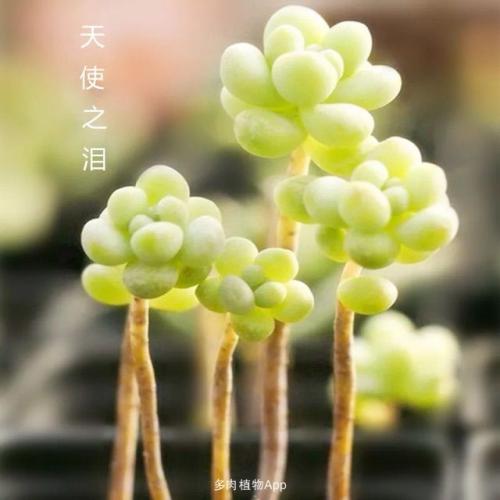 肉类赞美