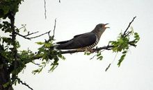 布谷鸟啼叫的季节