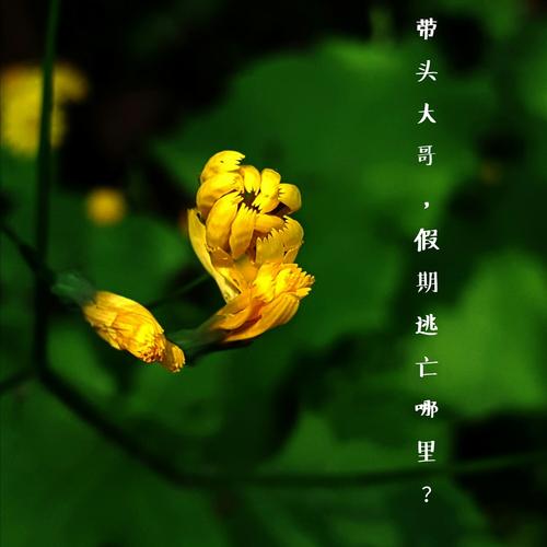 不比，野生菊花