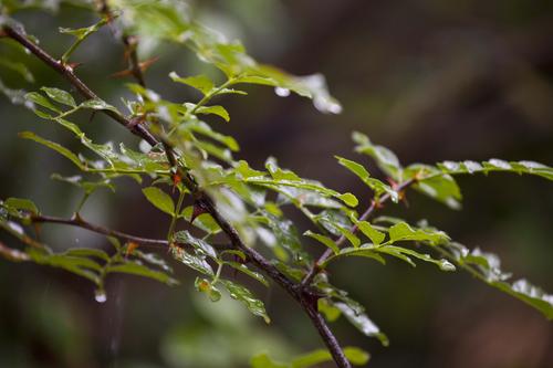 雨中的小镜头